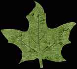 Leaf #5 Coaster Scroll Saw Pattern