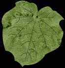 Leaf #8 Coaster Scroll Saw Pattern