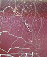 Spider Web Poster - No Verse