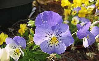 Purple Flower Desktop1680 - No Verse