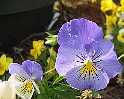 Purple Flower Desktop1280 - No Verse