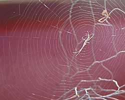 Spider Web Desktop1280 - No Verse